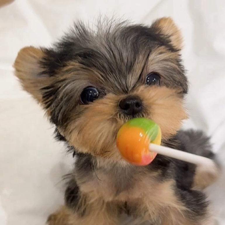 臻品宠物约克夏