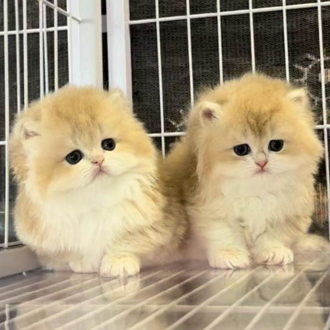 伟guo说猫(猫咪鉴赏)