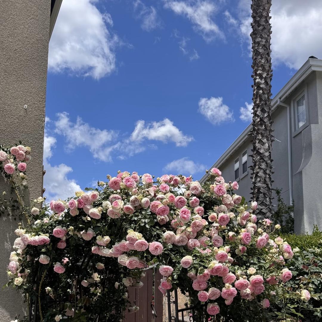 辰何花艺