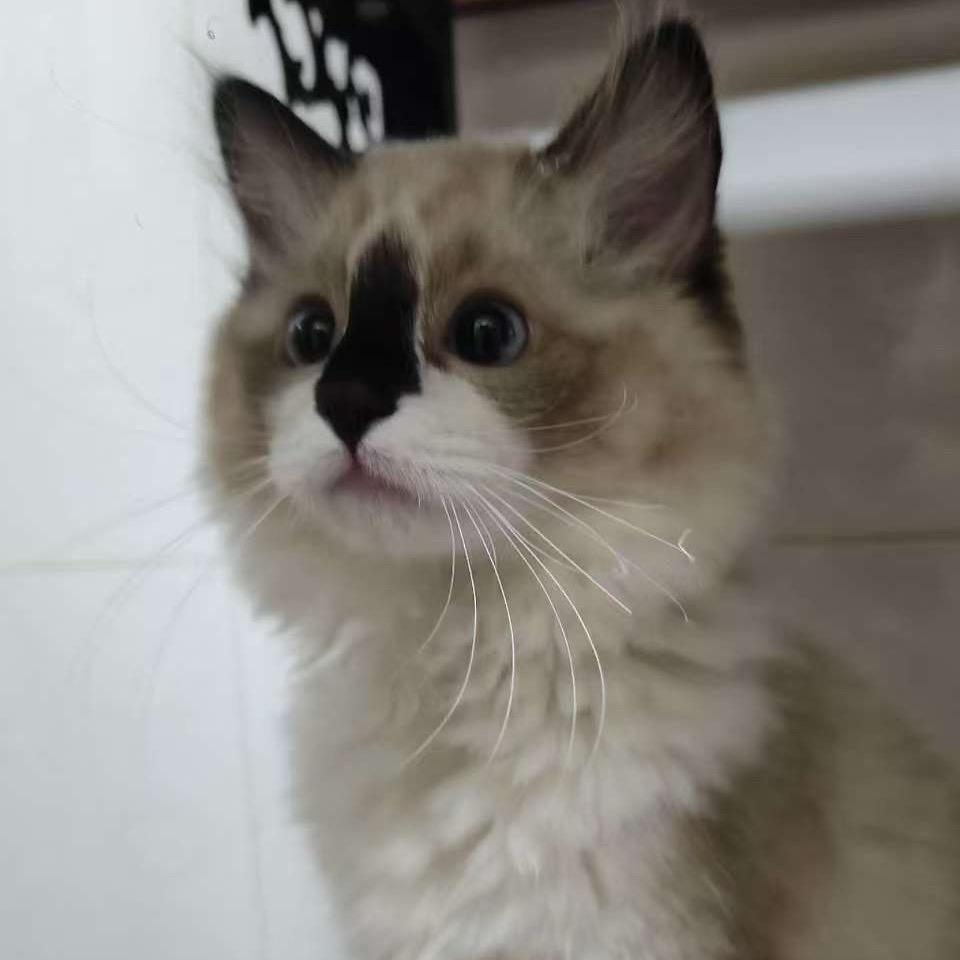 是一只呆兔兔🐰