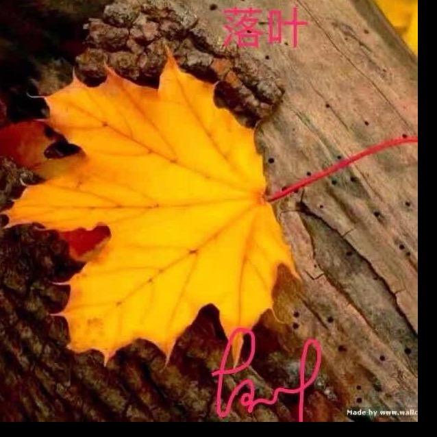 落叶