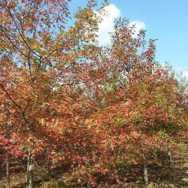 开心辣妈绿化苗木