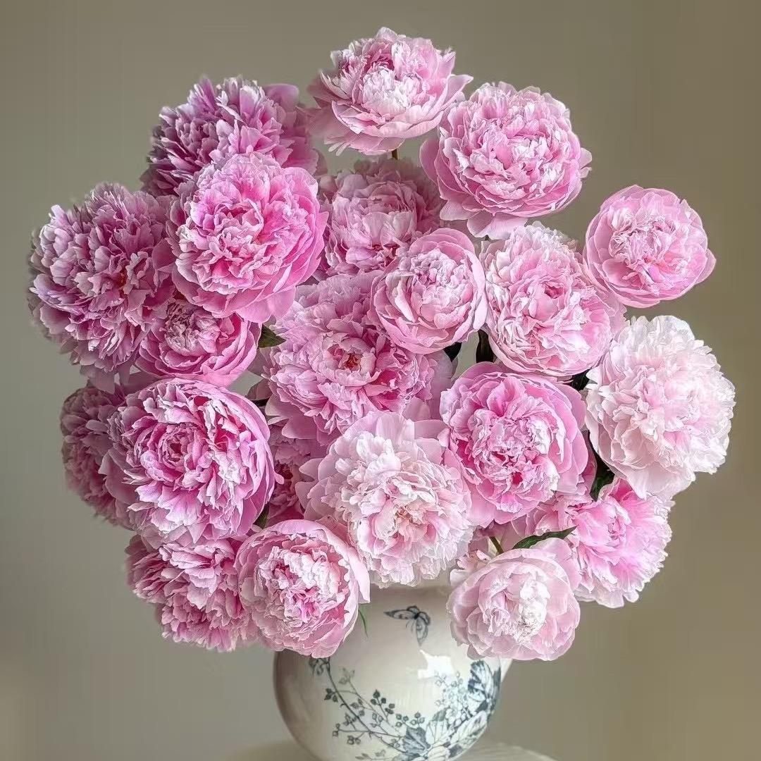 @大玲子的花农日常