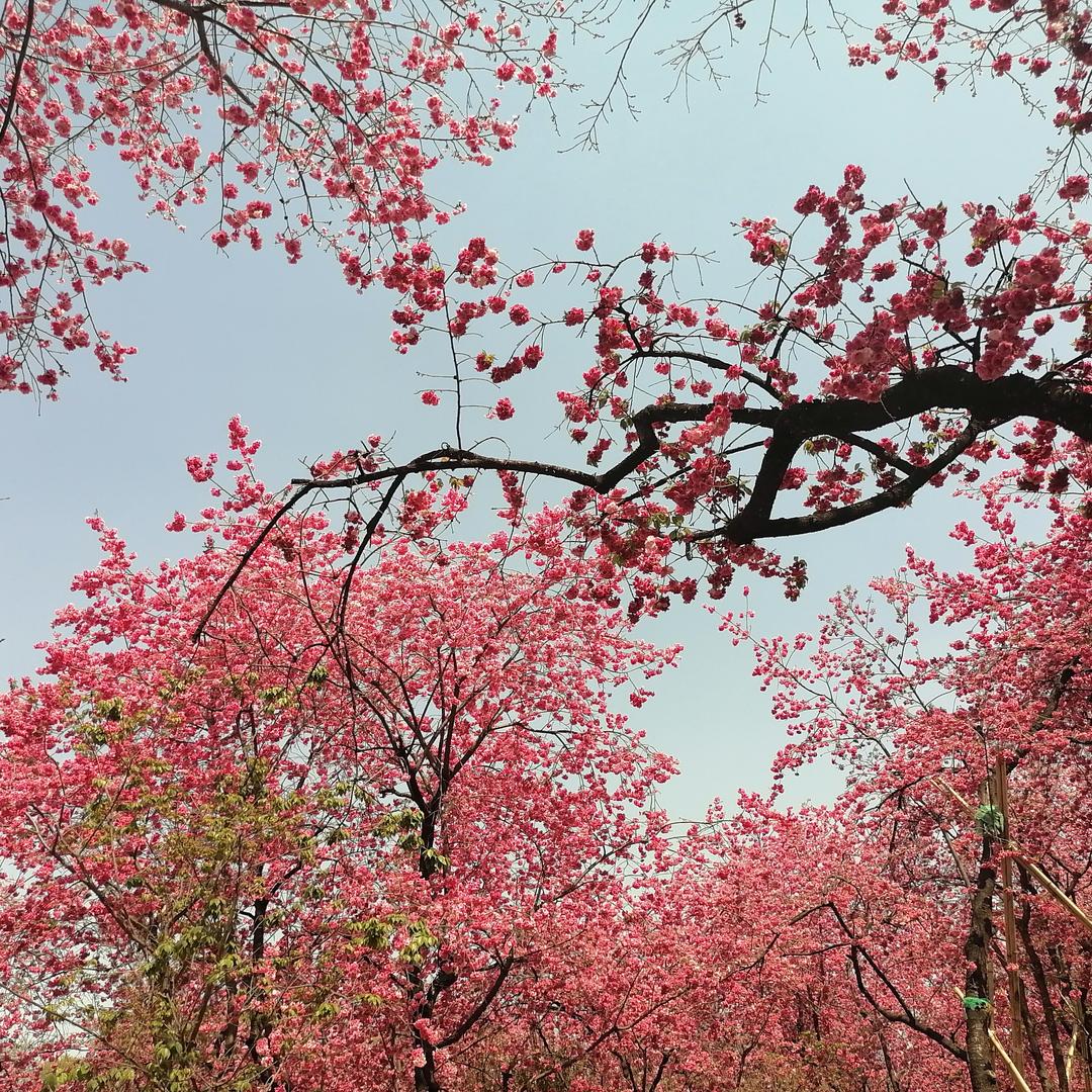 晓香咪