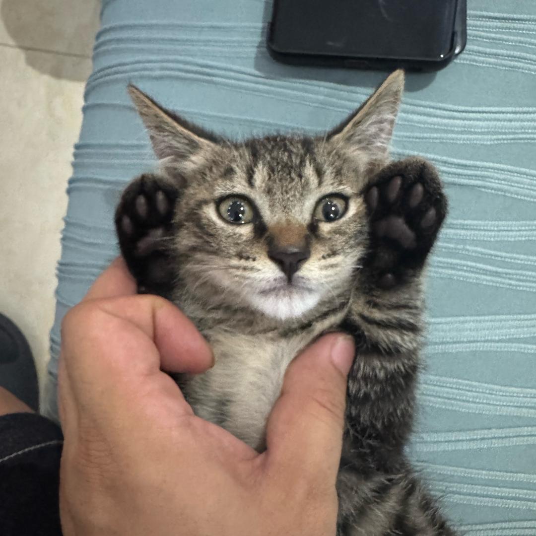 藏猫玩蛇刀