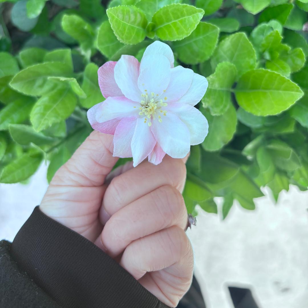 @是翠儿吖