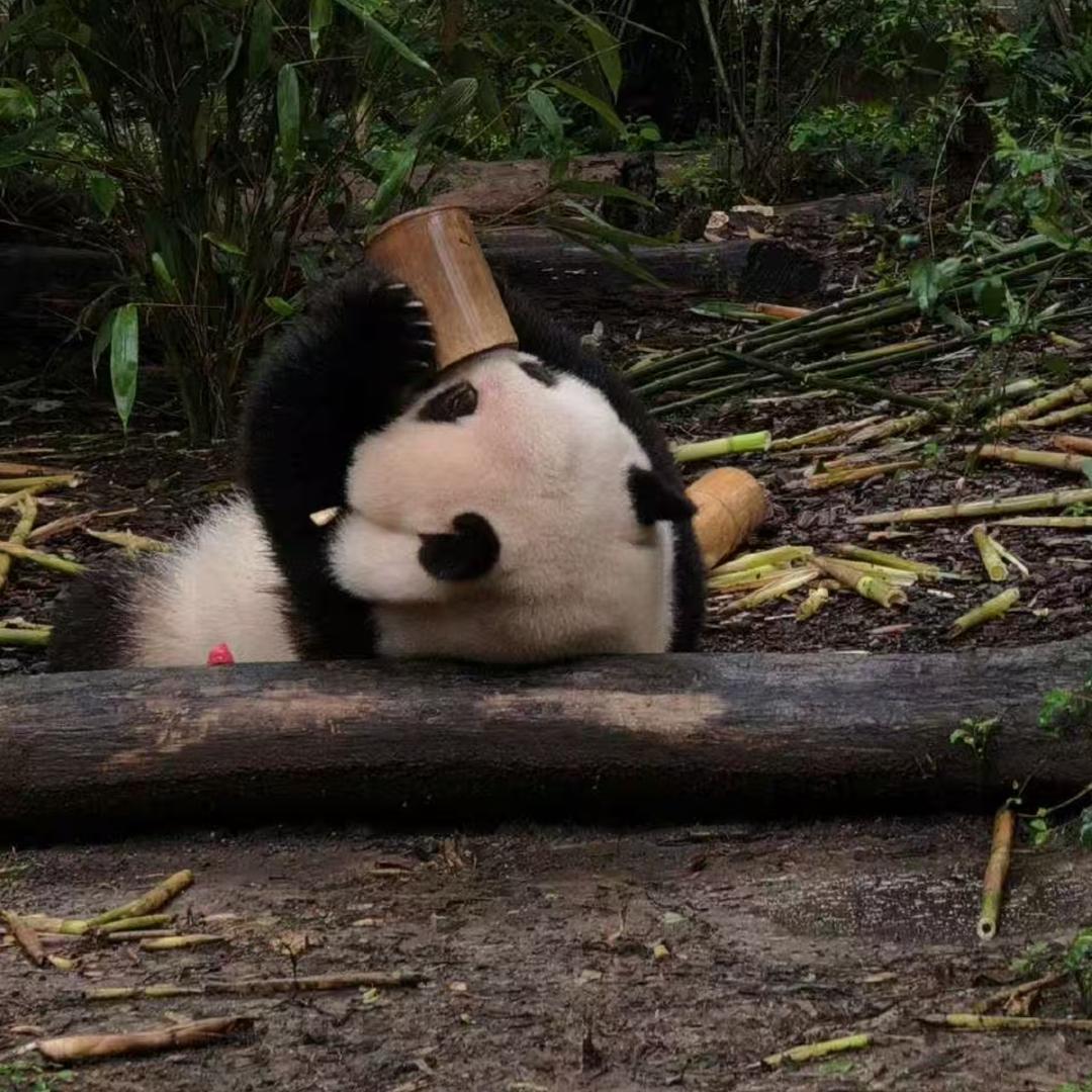 咪西⌯^𖥦^⌯