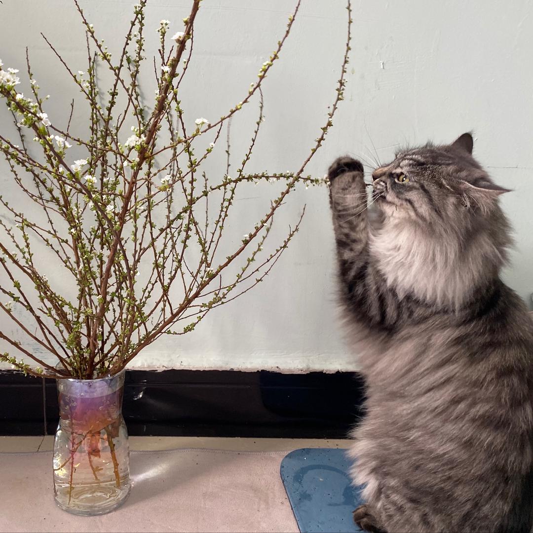 你是一只猫嗷