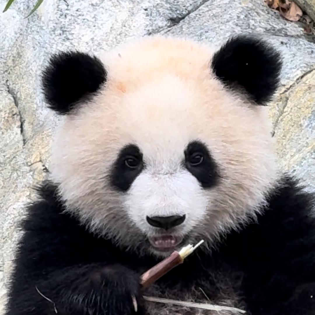 熊猫团子🐼冰川💚