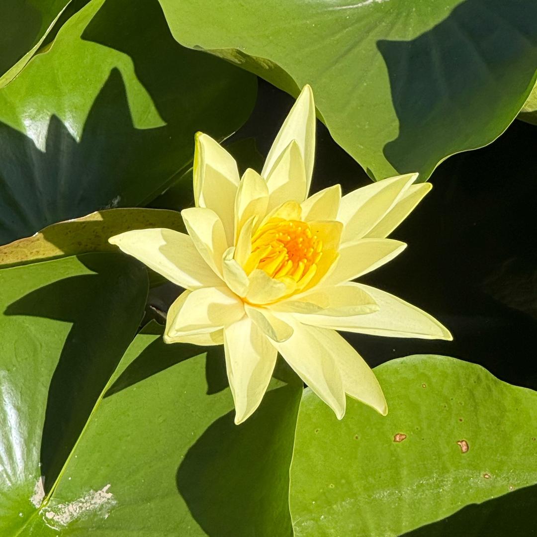 lotus