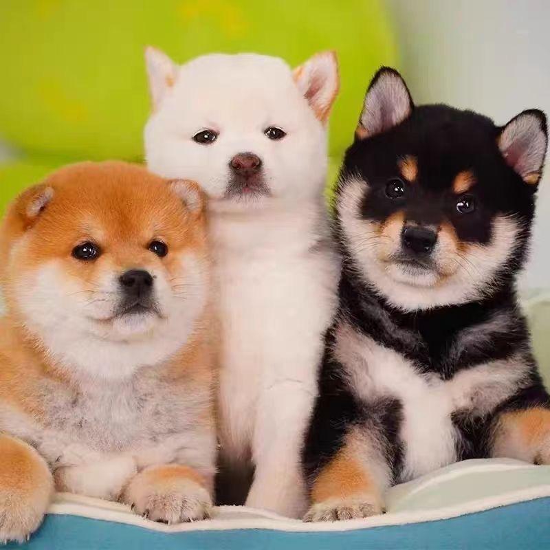 春哥宠物直播号