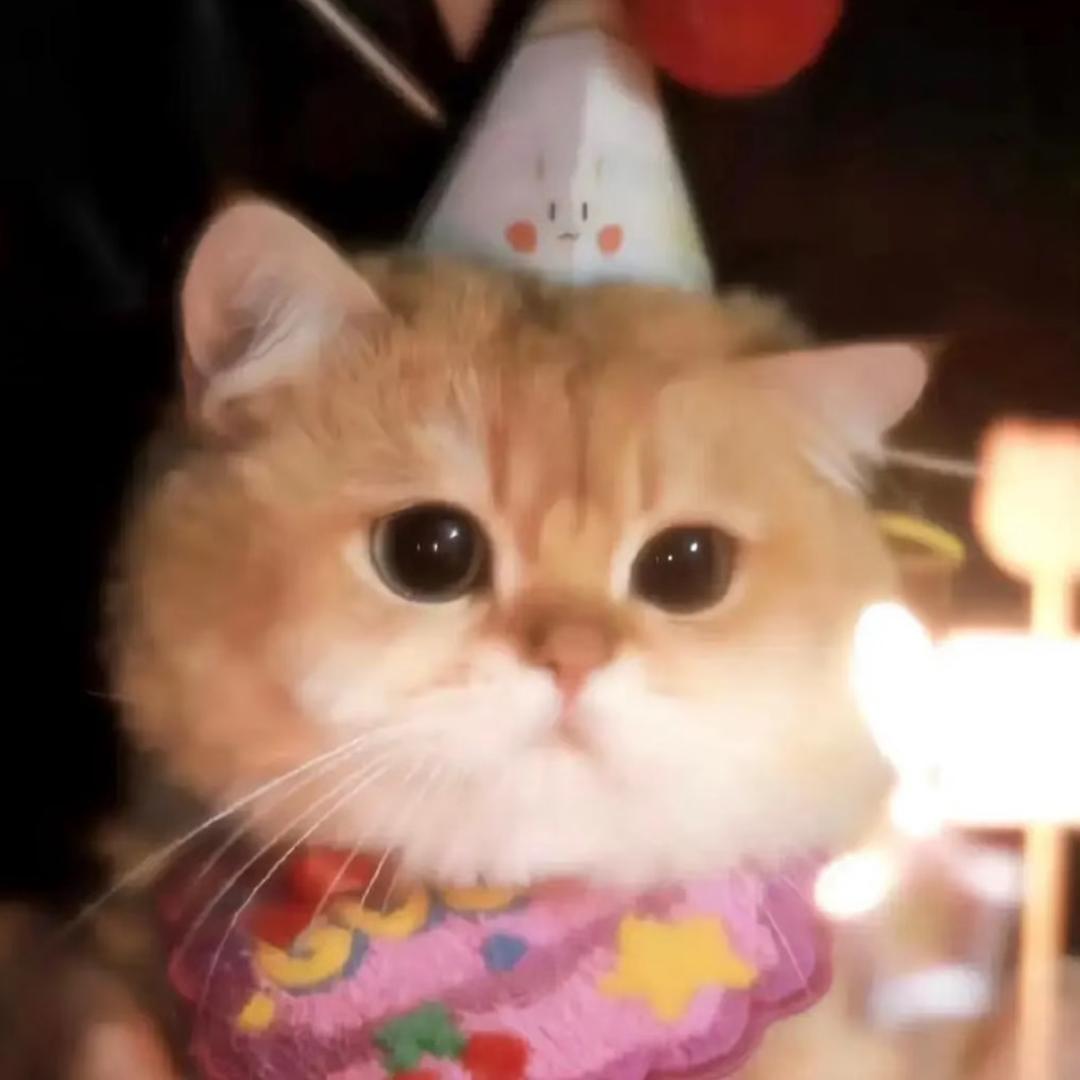 猫小姐