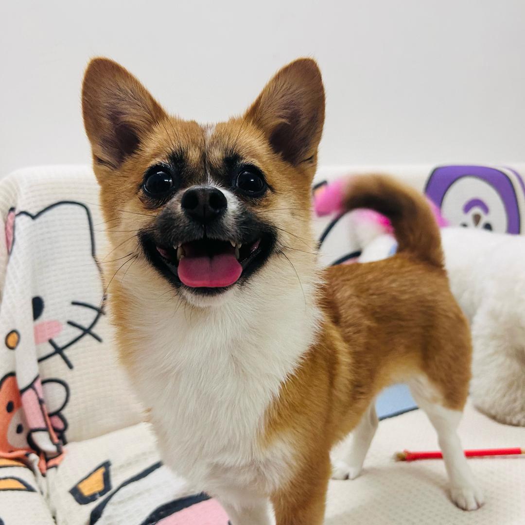 小花是只小土狗🐶