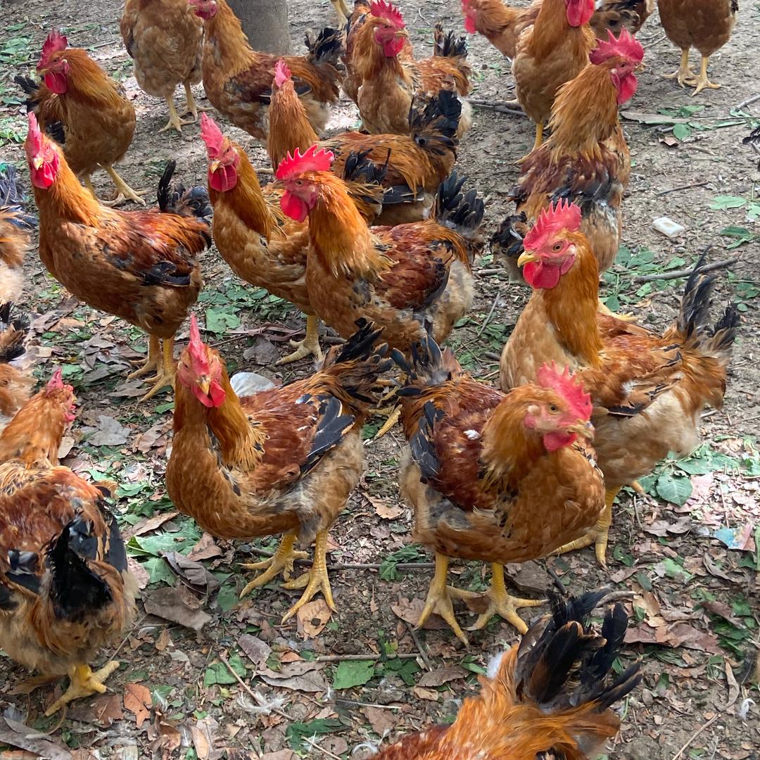 草原人卷土丛来（长年散养土鸡）