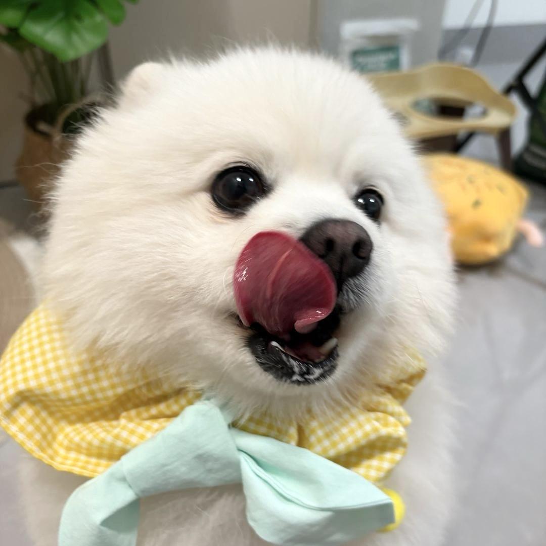 小白不要再吃啦