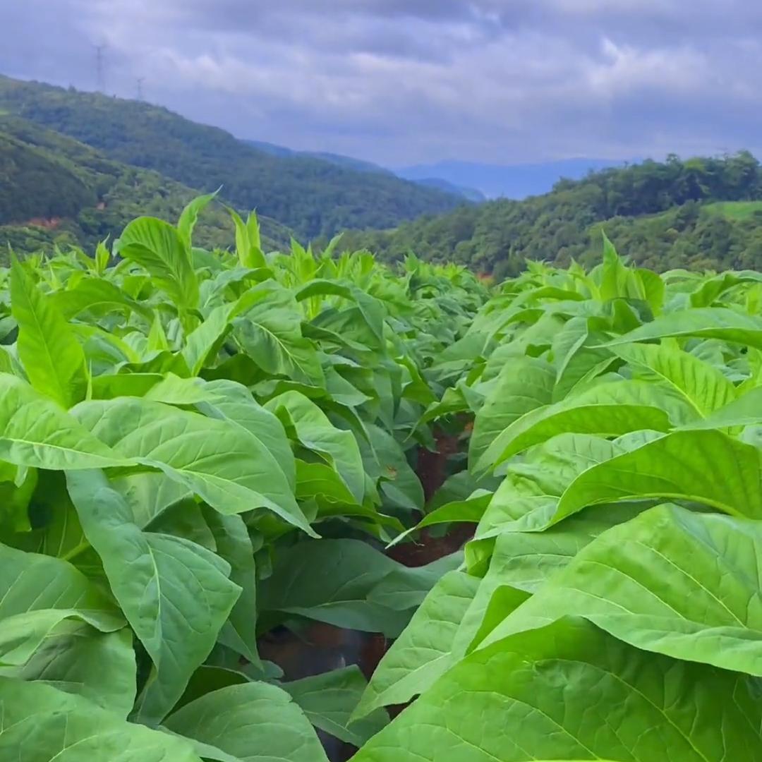 大燕助农烤烟提产