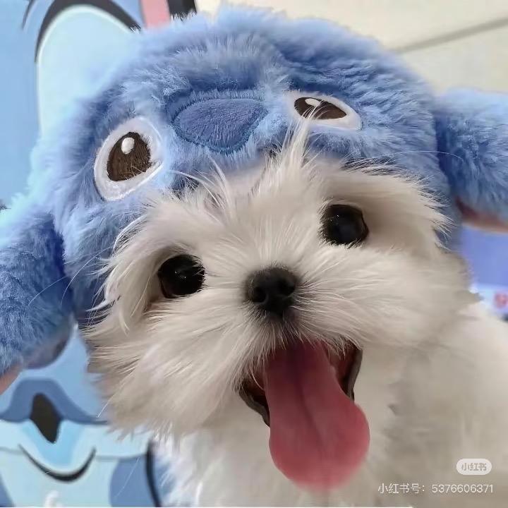 饺子(๑• . •๑)