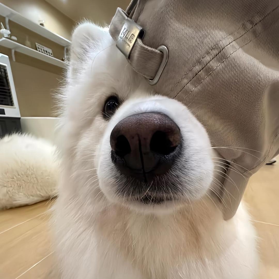 杨博