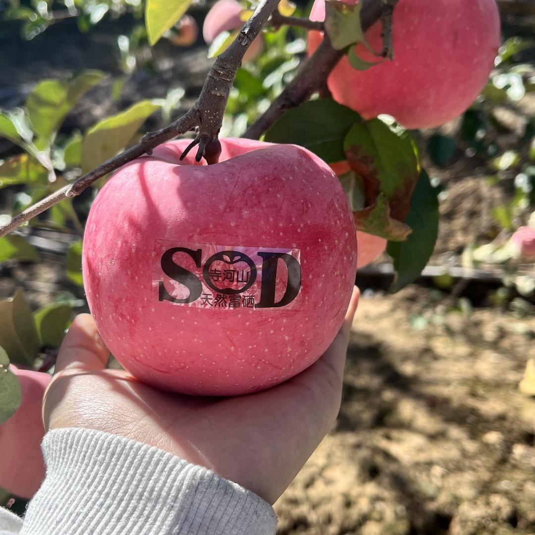 寺河山苹果（富硒）自营农场
