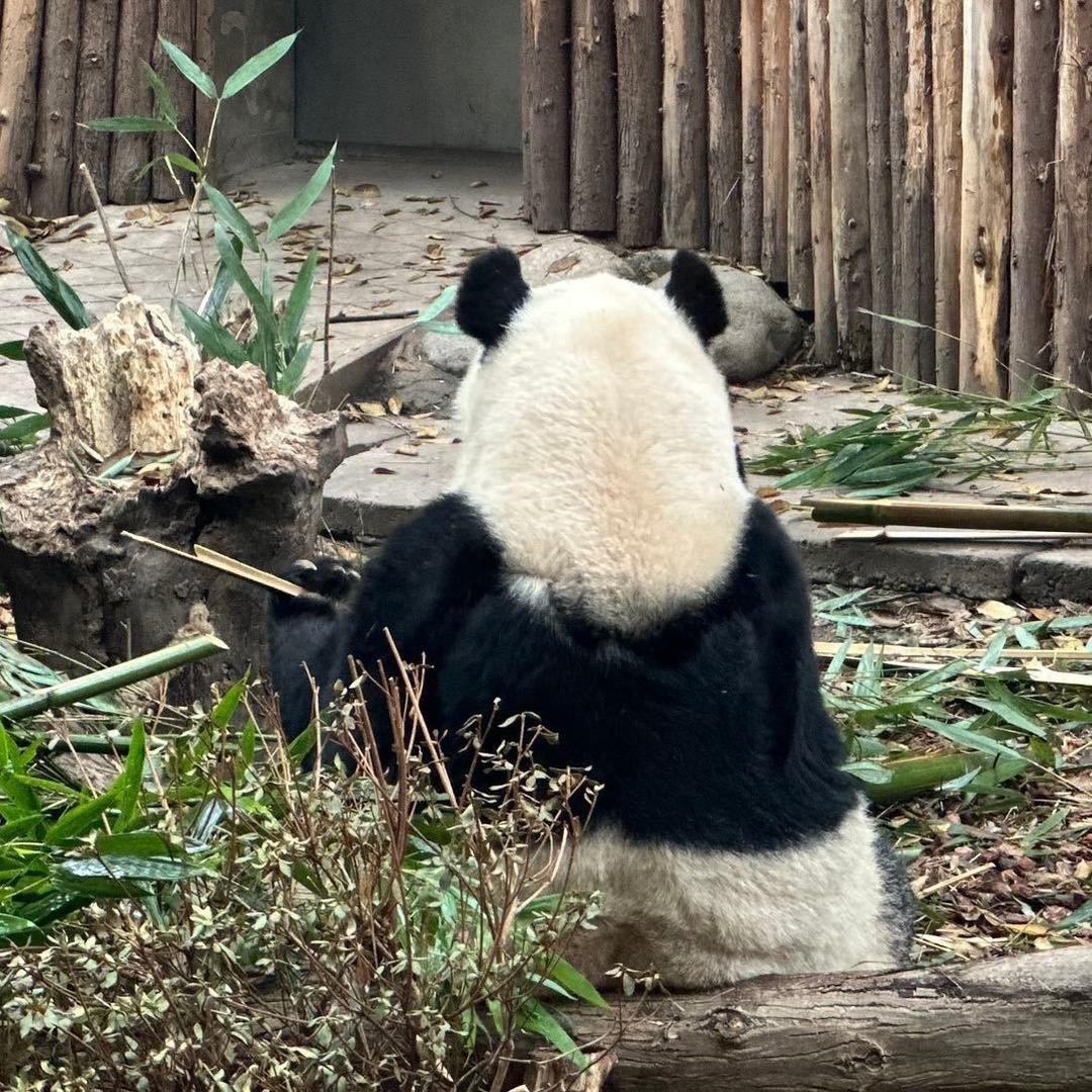 大莲莲