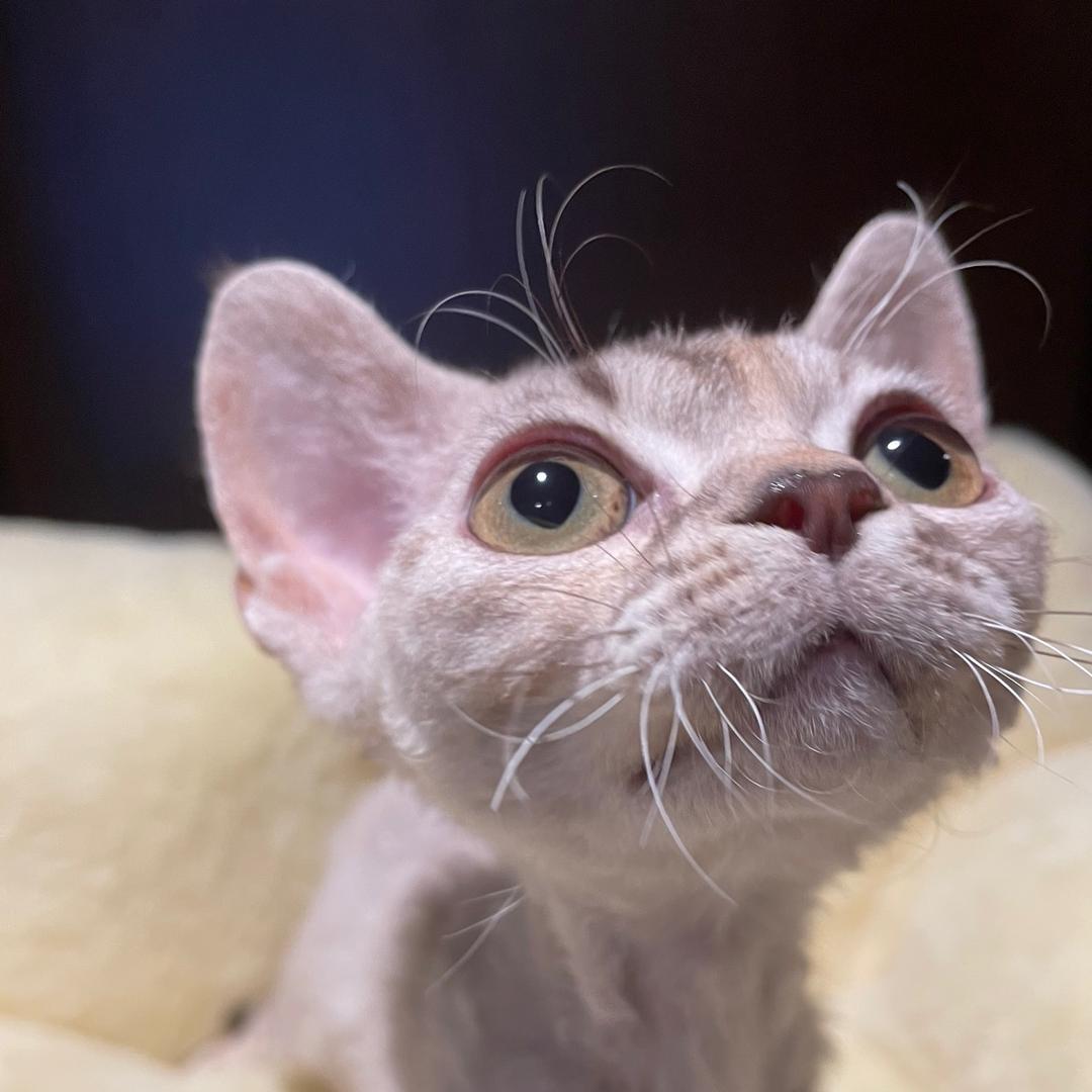 杨杨爱猫咪