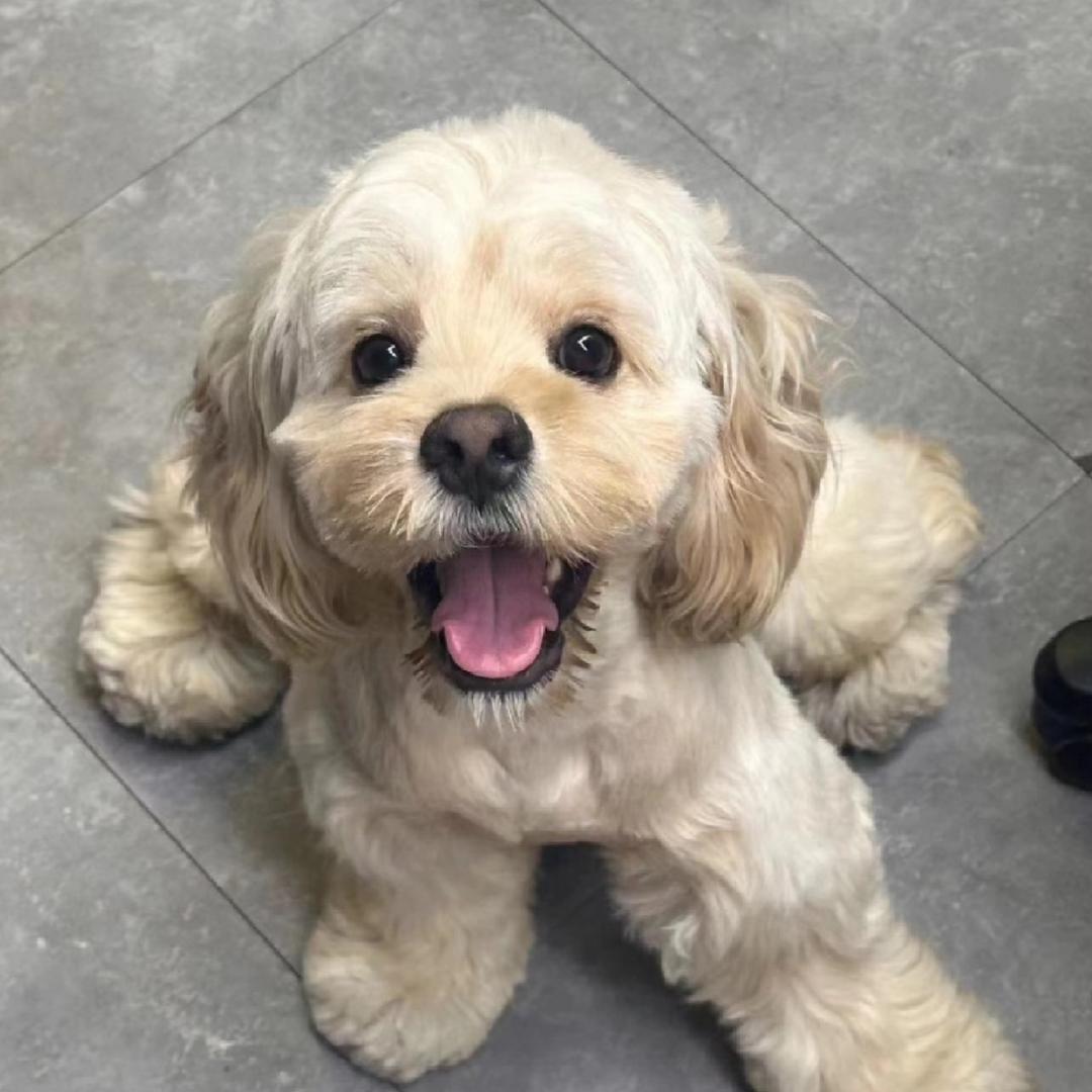 小黑