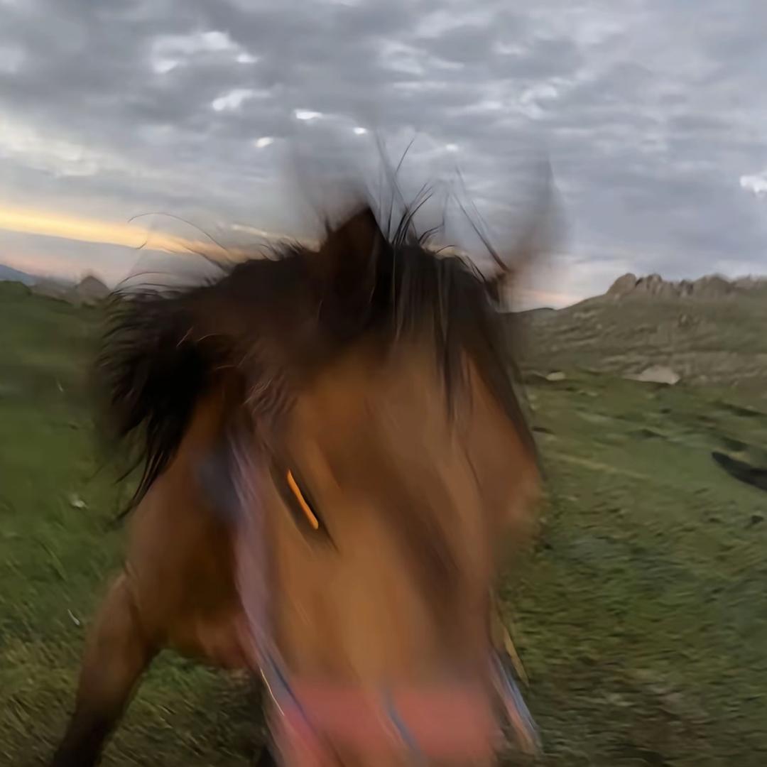 treetree 的小饼干