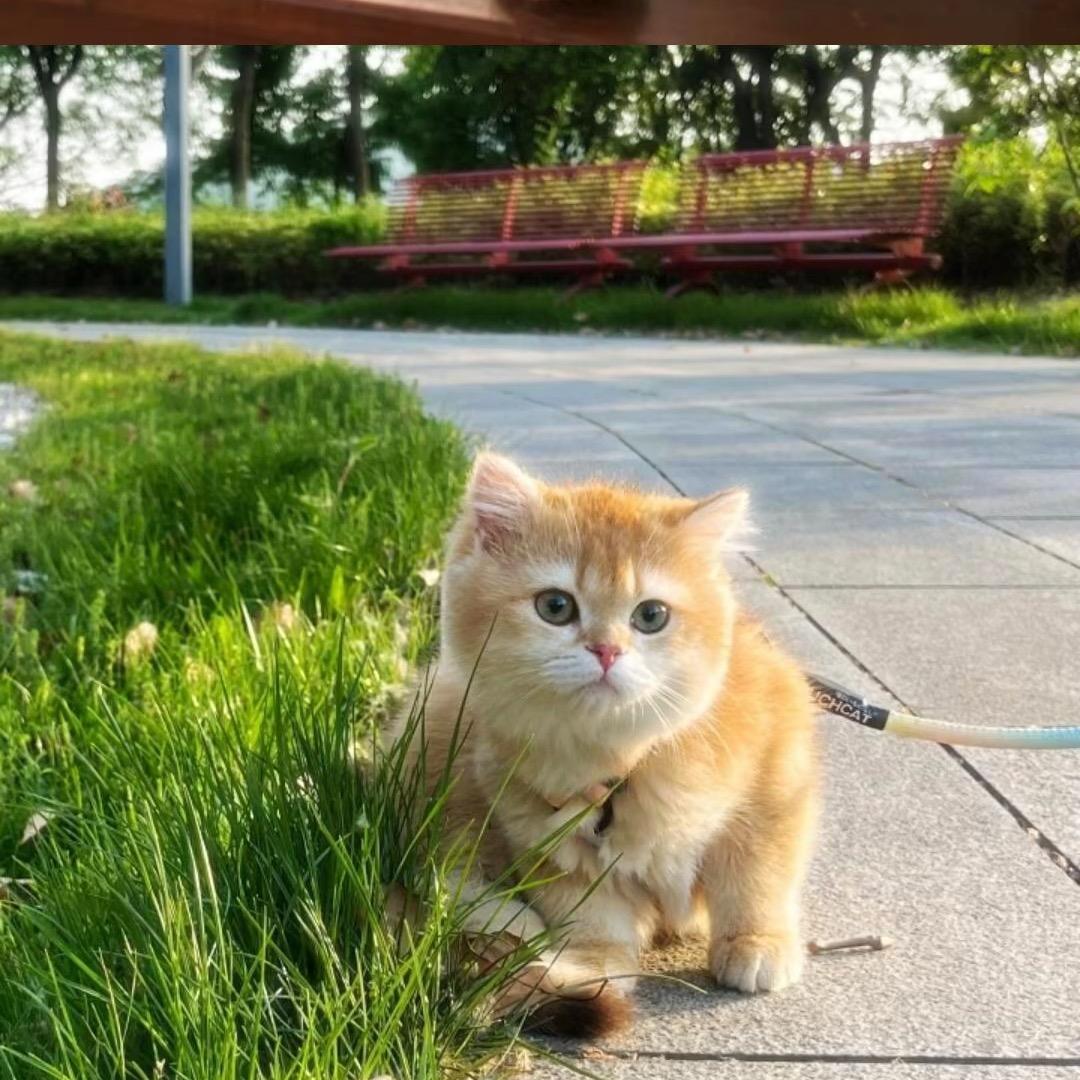 很多猫的烤肉店