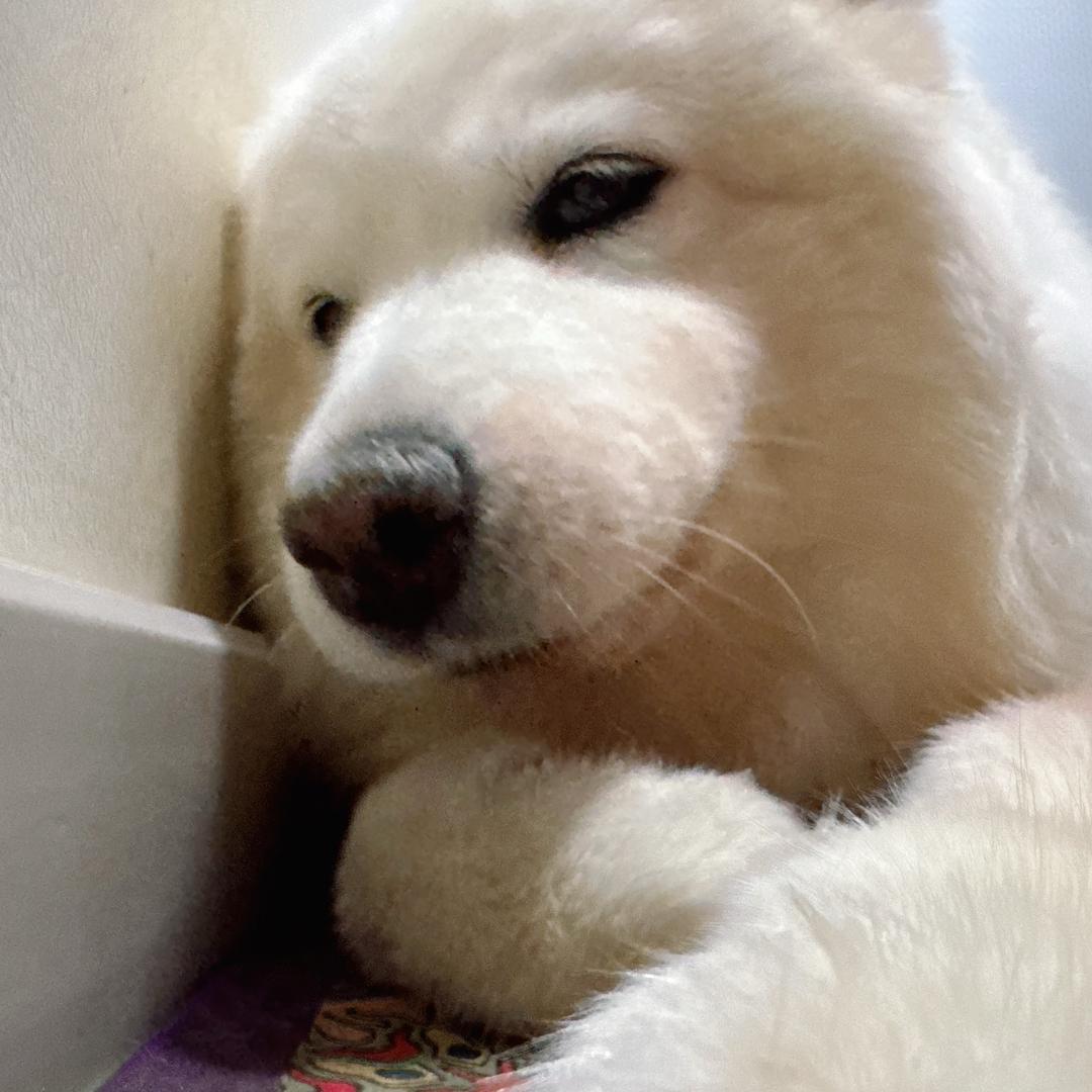最可爱的小五吖