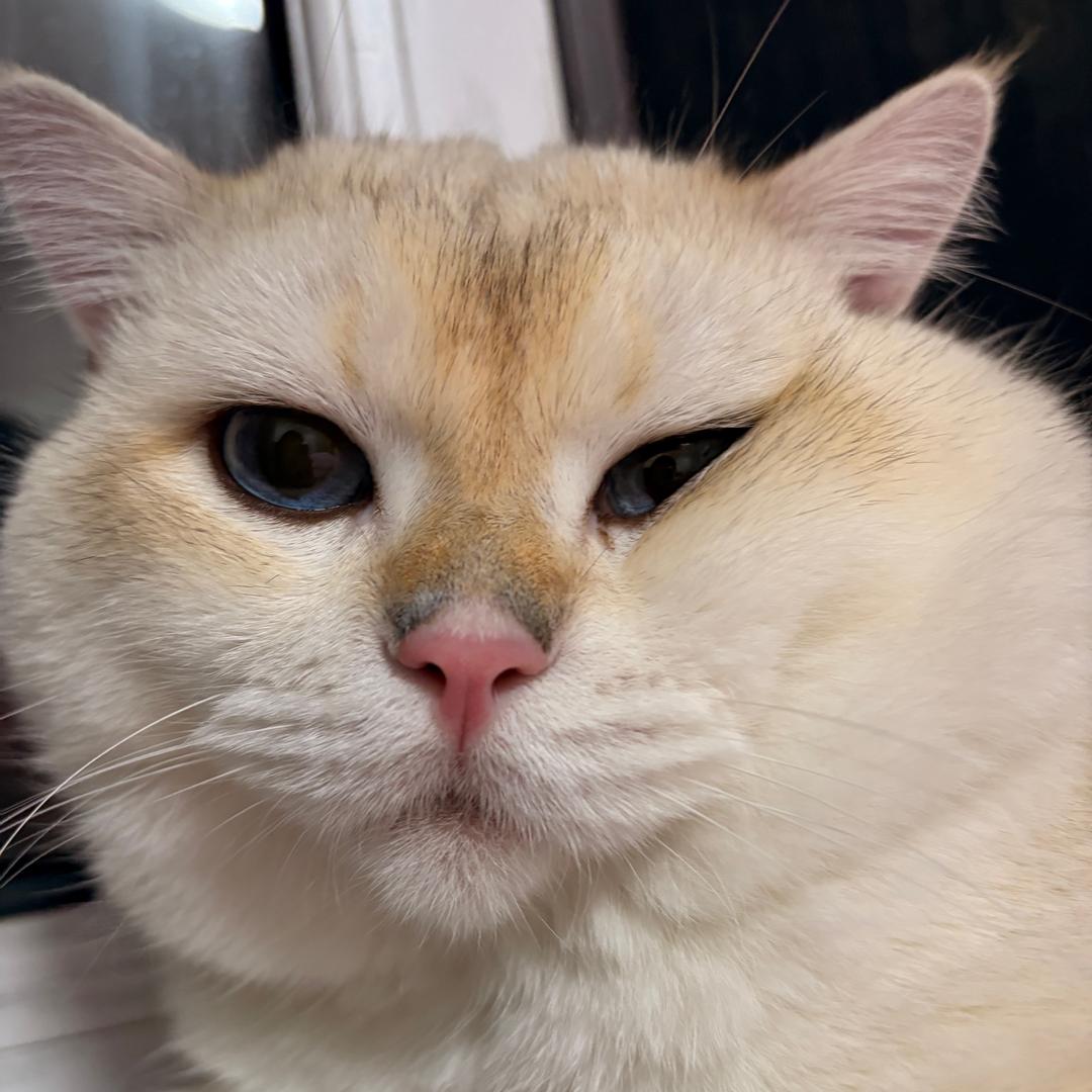 苏明不是苏大强🐱