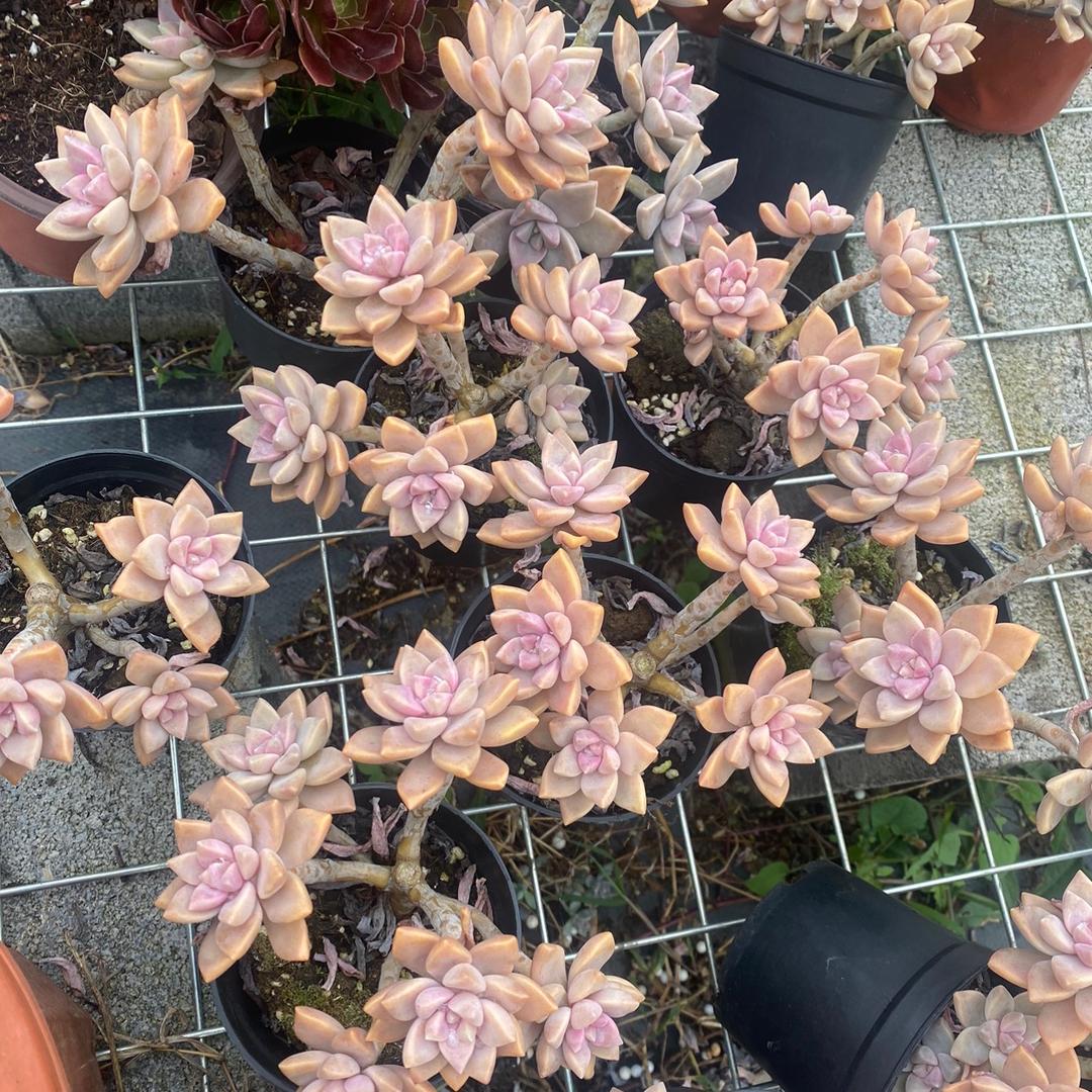 昆明金斗云多肉