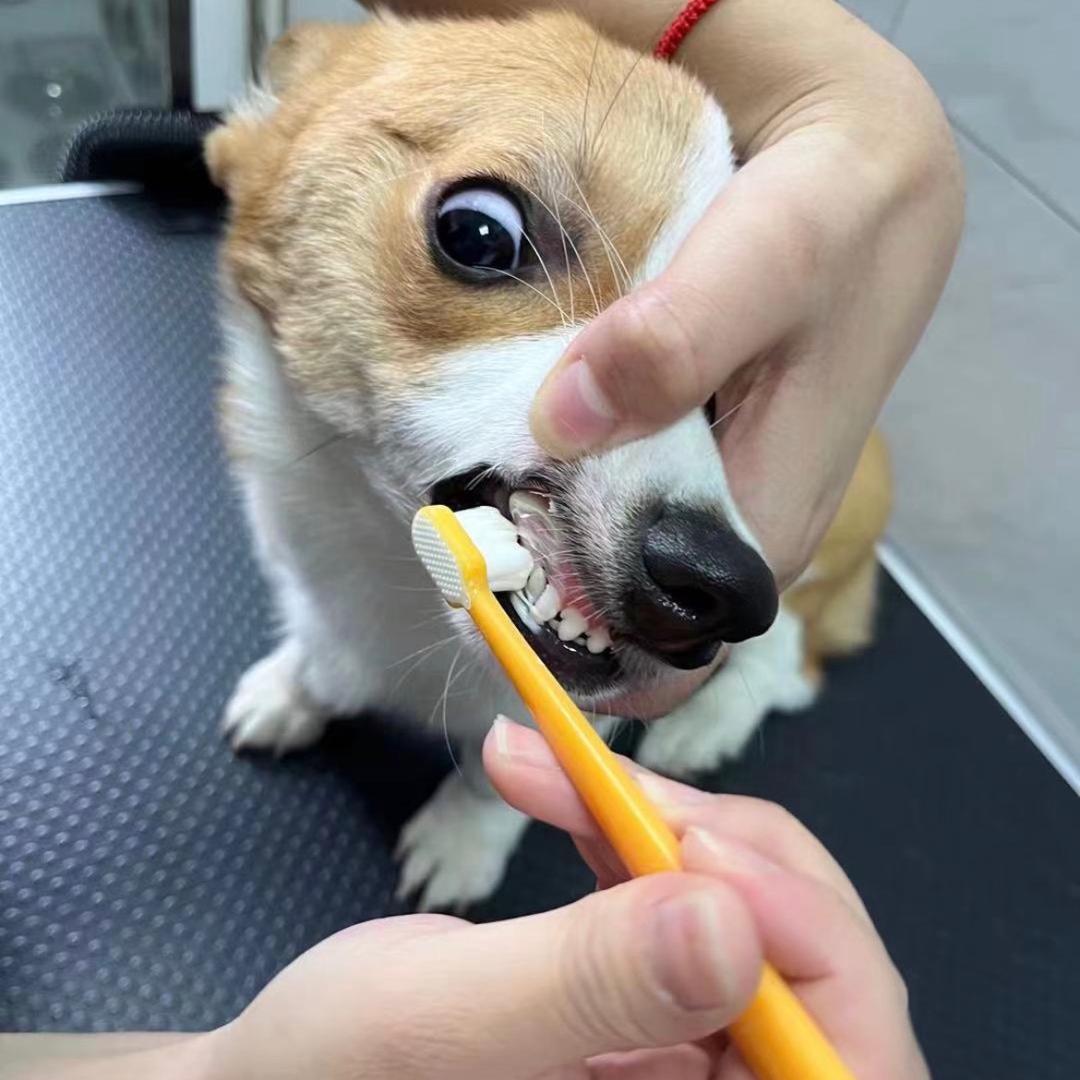 z磊