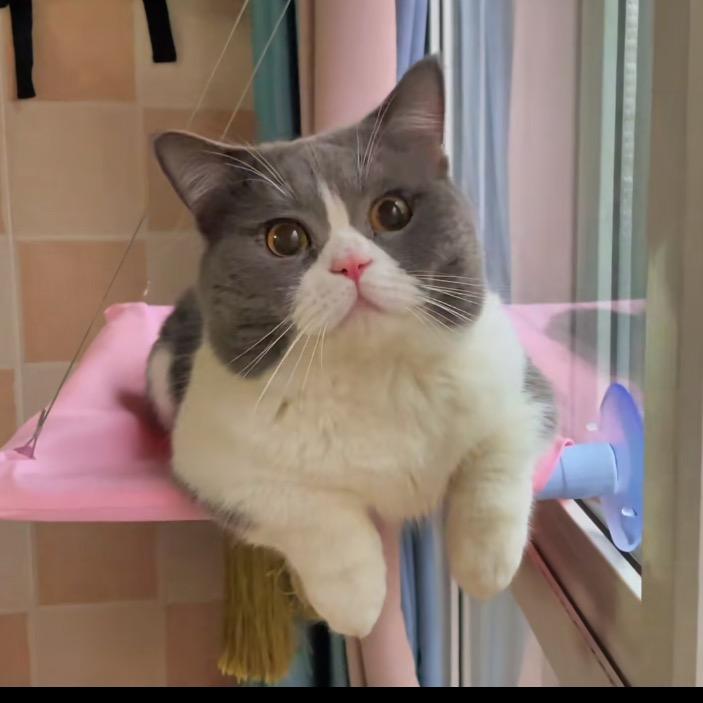 汪汪是只猫～