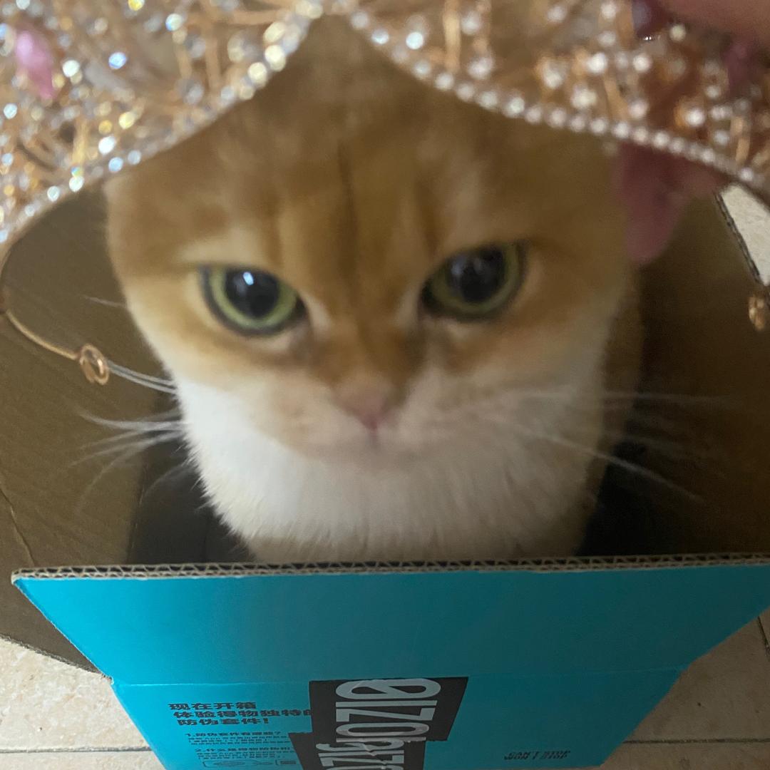 可可布丁