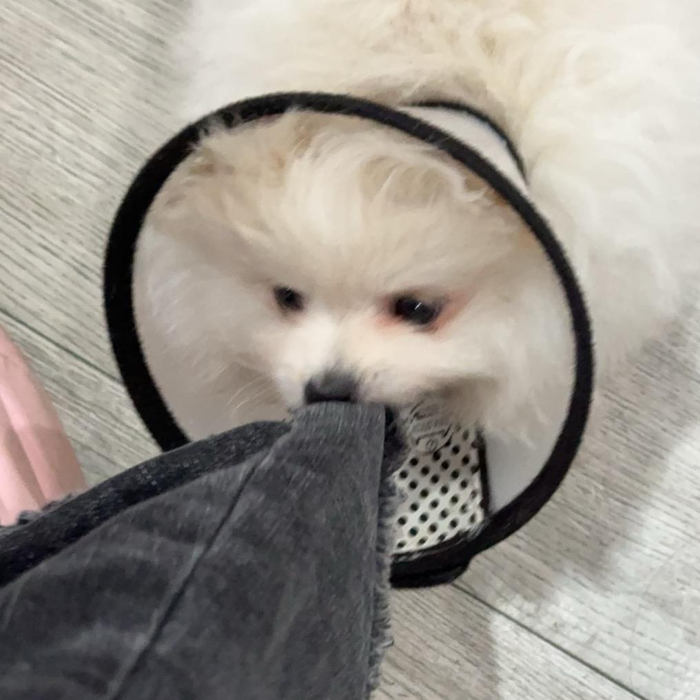萌宝布丁