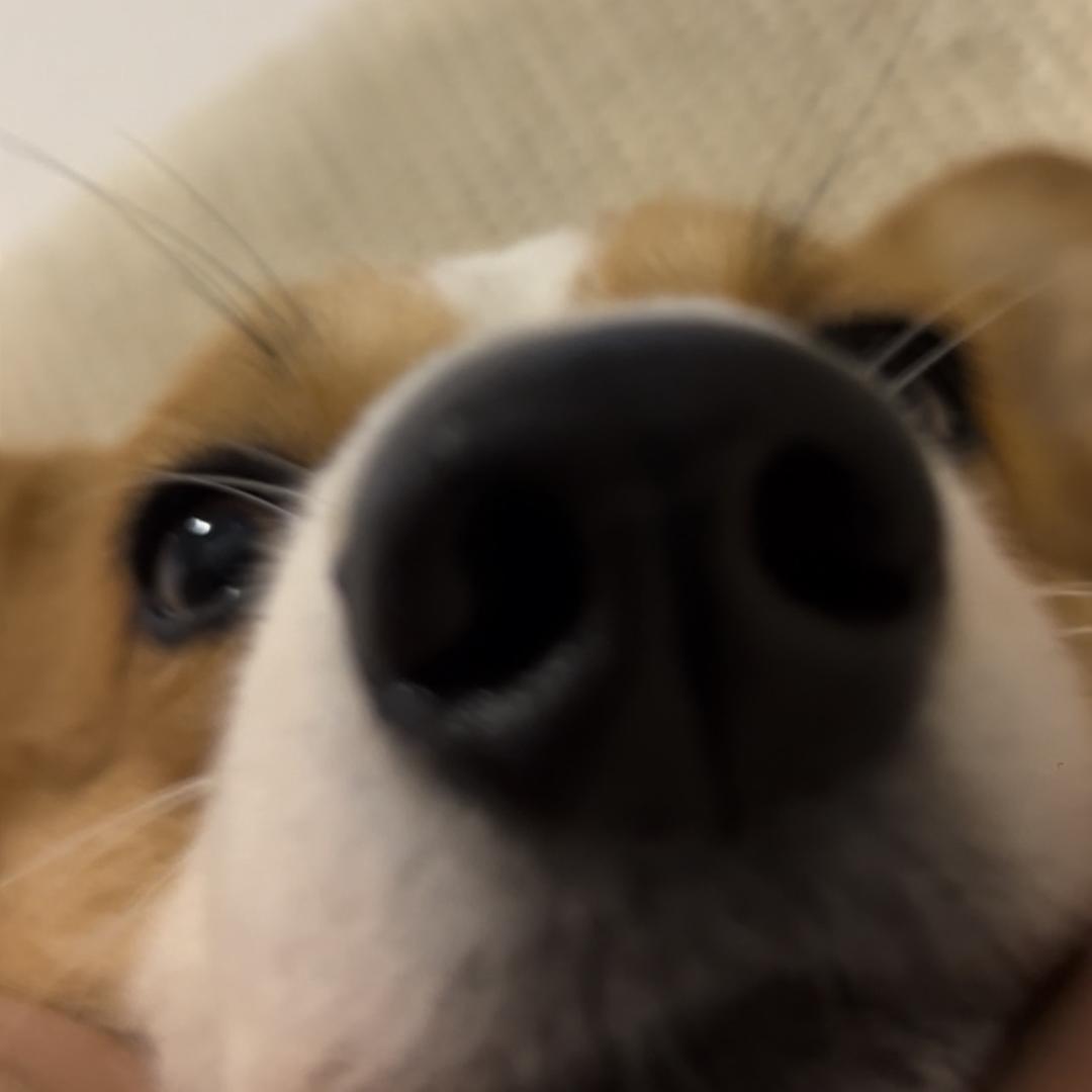 赵铃铛🔔🔔