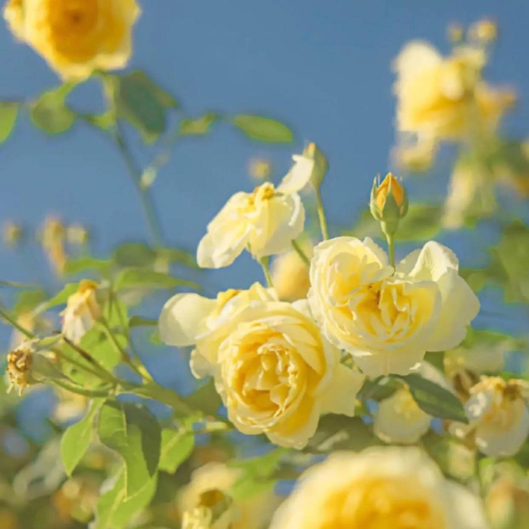 朝花夕拾