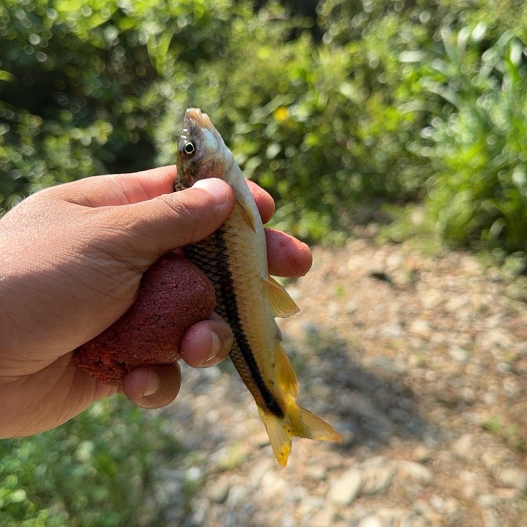 溪流黑娃
