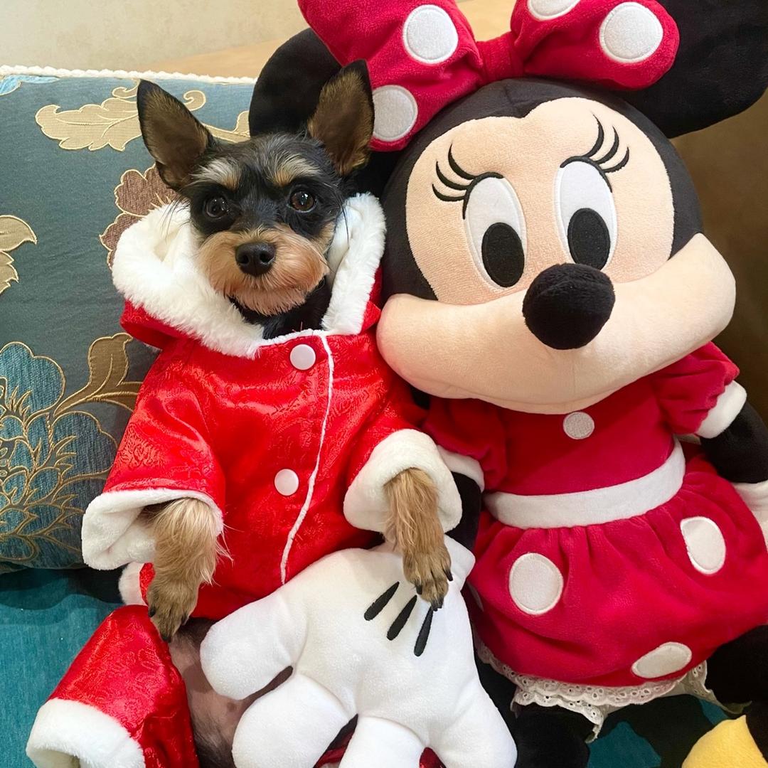 蛋挞的铲屎官😜