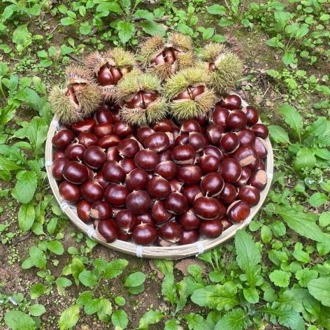 小王在农村- 燕山板栗产区