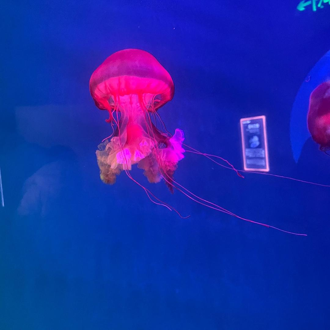 周大哥