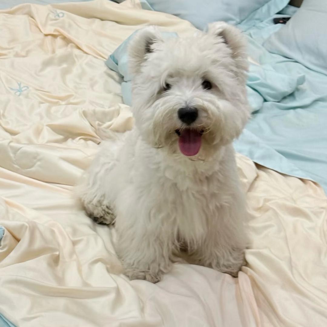 淮安市共赢犬舍基地