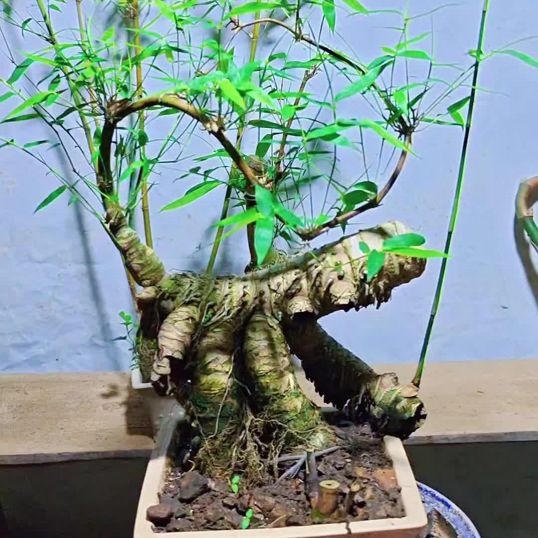 言己  🍃