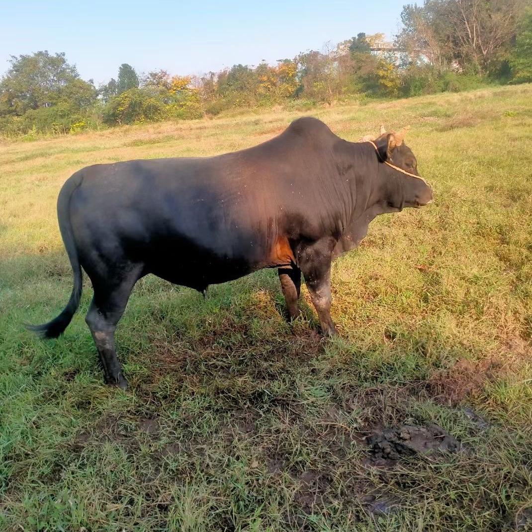 牛肉牛鞭