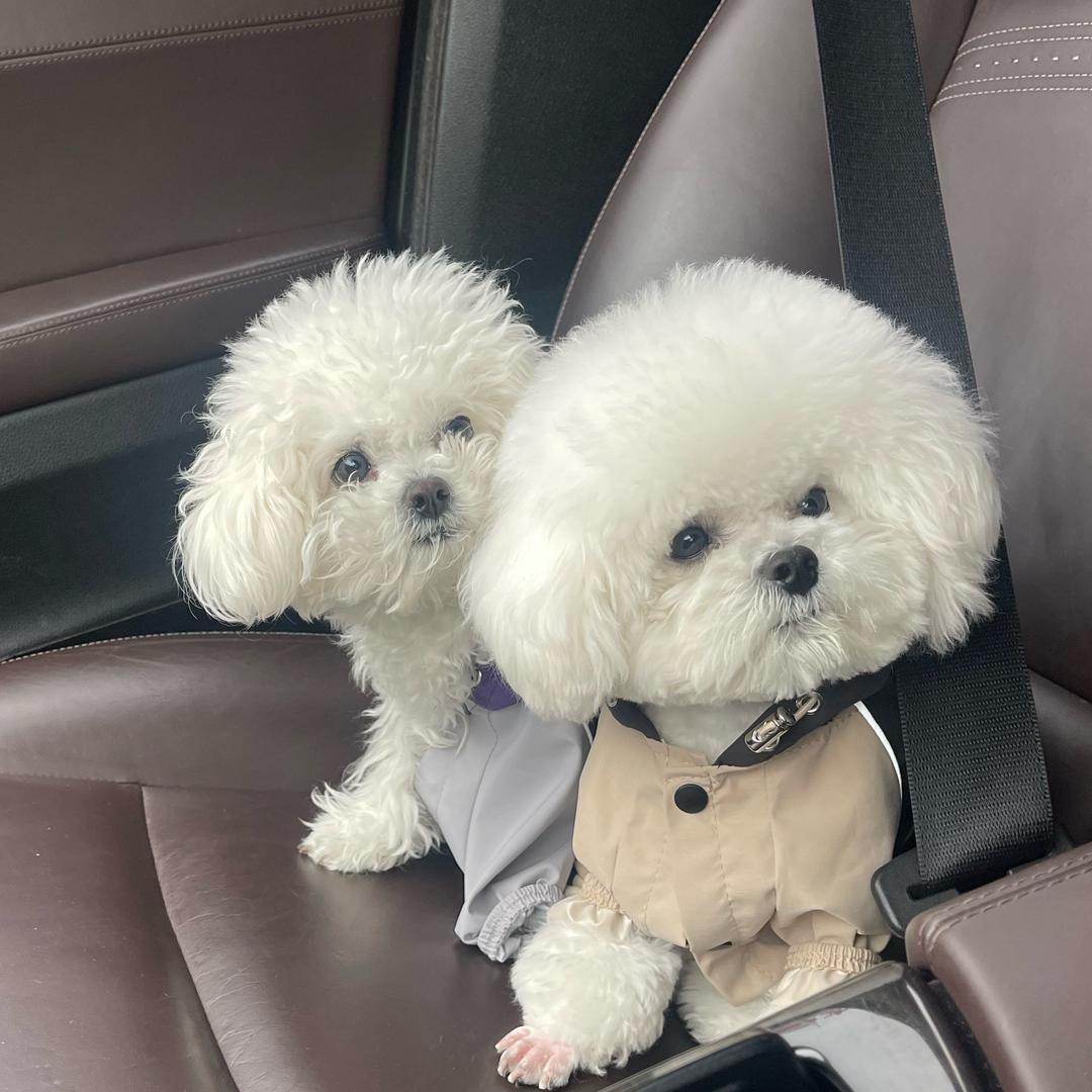 三宝和球球是夫妻