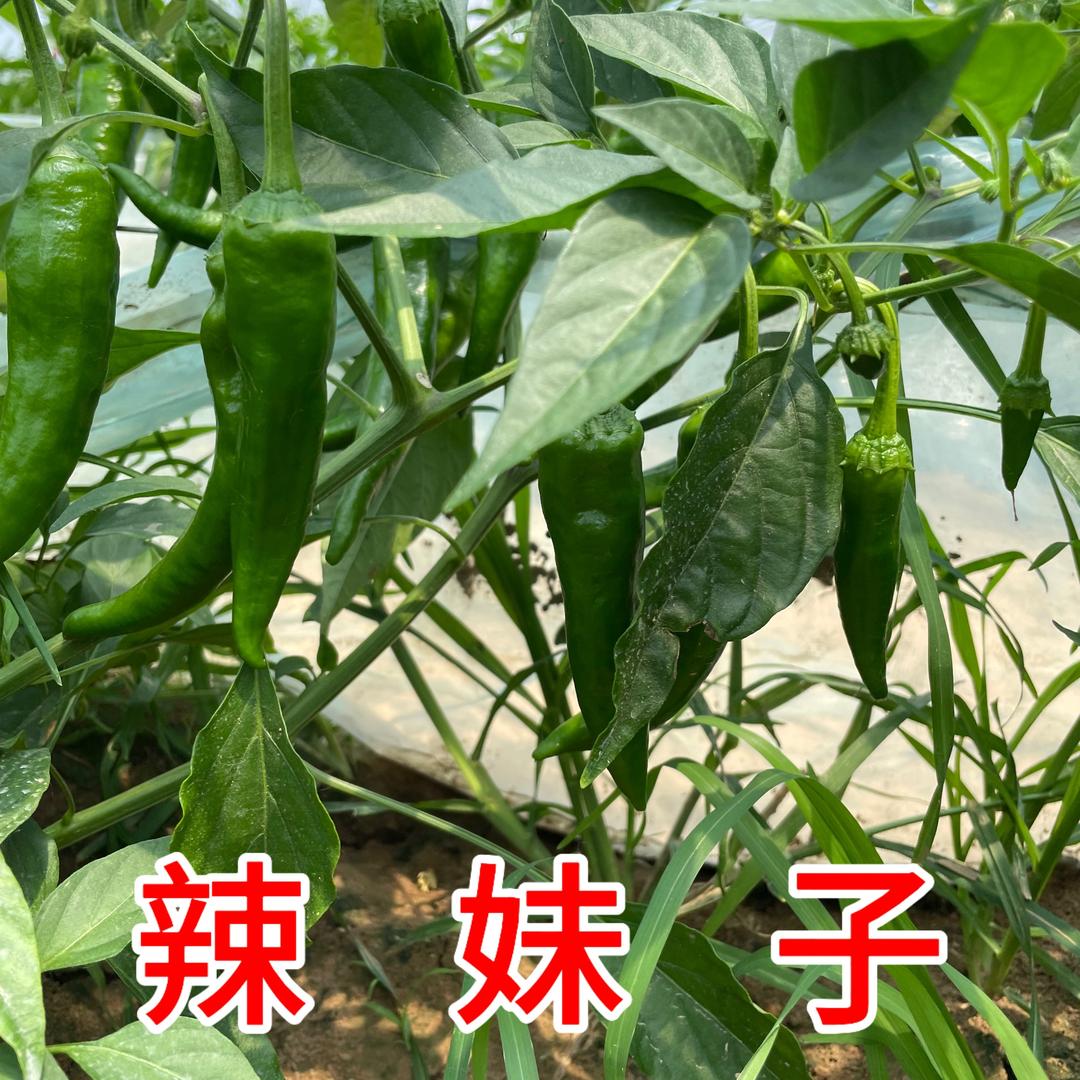 菲姐果蔬优选