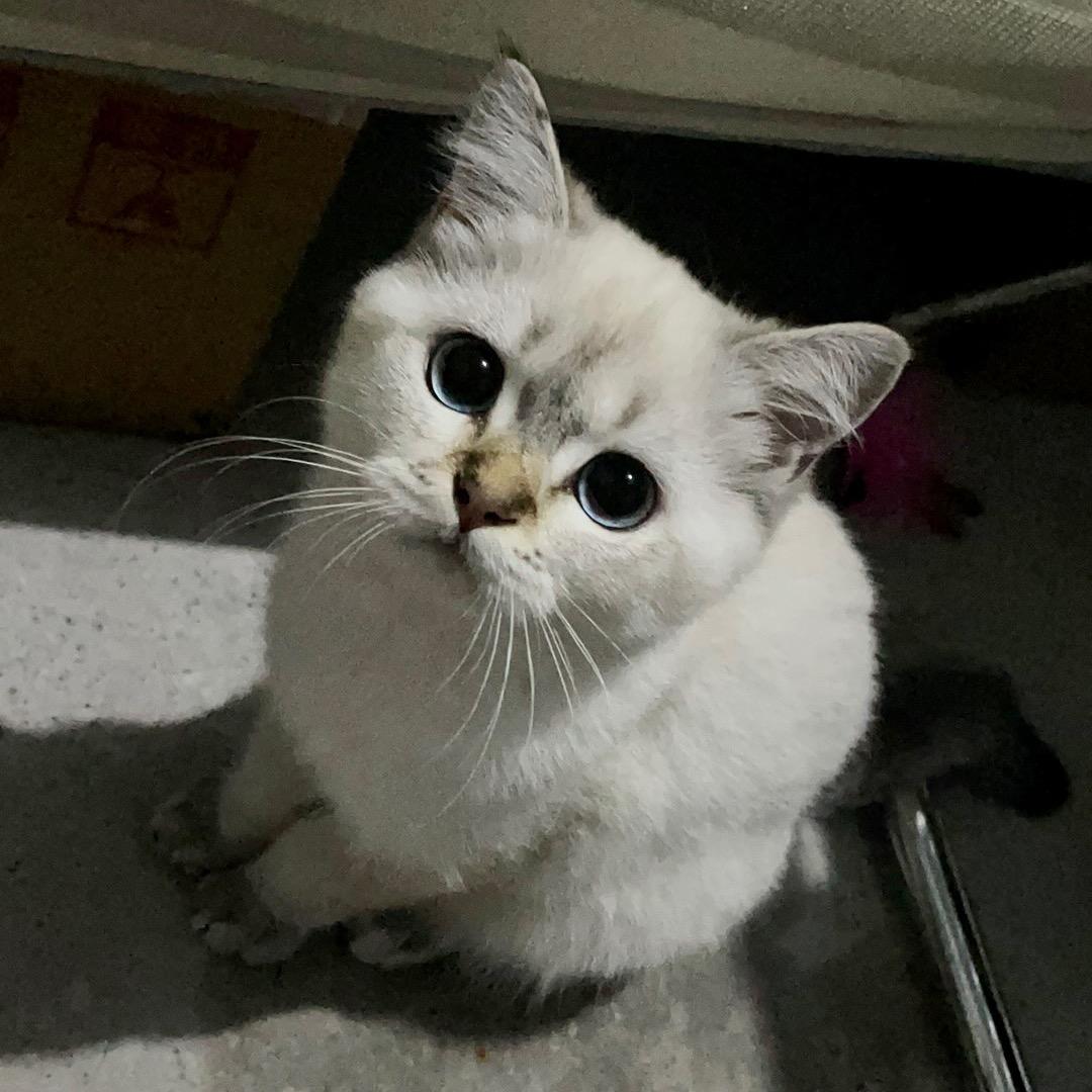 大眼喵