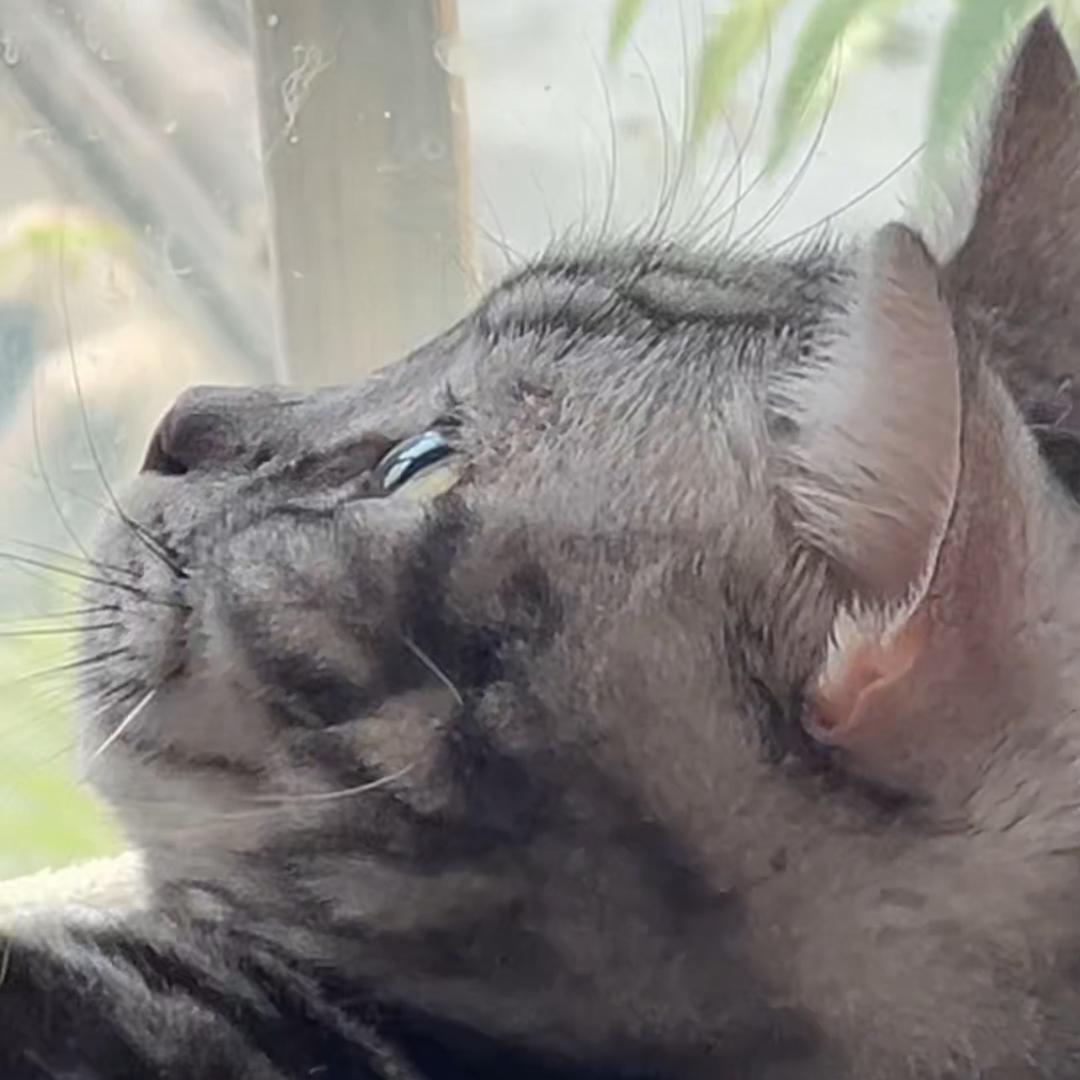 多多多可爱