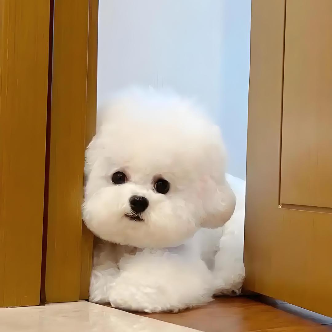 咪哆比熊—直播号