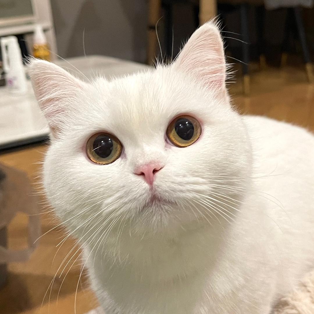 大雄喵
